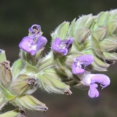 Salvia verbenaca var. verbenaca (Wild Sage) at Paddys River, ACT - 3 Oct 2015 by MichaelBedingfield