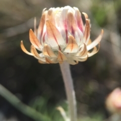 Leucochrysum albicans subsp. tricolor (Hoary Sunray) at Gungahlin, ACT - 6 Oct 2015 by JasonC