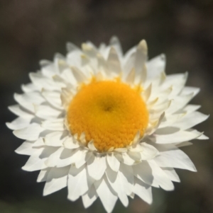 Leucochrysum albicans subsp. tricolor at Gungahlin, ACT - 6 Oct 2015
