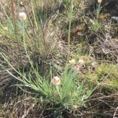 Leucochrysum albicans subsp. tricolor at Gungahlin, ACT - 6 Oct 2015