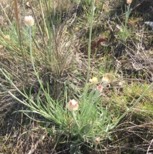 Leucochrysum albicans subsp. tricolor at Gungahlin, ACT - 6 Oct 2015