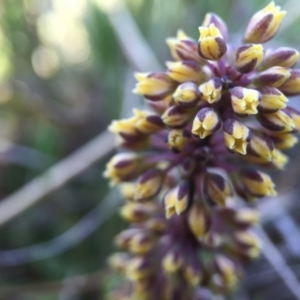 Lomandra filiformis subsp. filiformis at Gungahlin, ACT - 6 Oct 2015