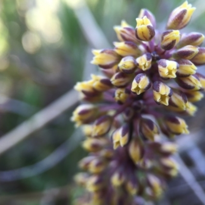 Lomandra filiformis subsp. filiformis (Wattle Matrush) at Gungahlin, ACT - 6 Oct 2015 by JasonC