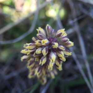 Lomandra filiformis subsp. filiformis at Gungahlin, ACT - 6 Oct 2015 10:22 PM