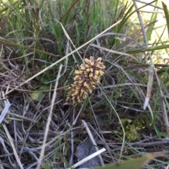 Lomandra filiformis subsp. filiformis at Gungahlin, ACT - 6 Oct 2015