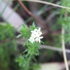 Asperula conferta (Common Woodruff) at Goorooyarroo NR (ACT) - 6 Oct 2015 by JasonC