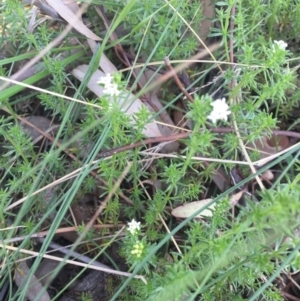 Asperula conferta at Gungahlin, ACT - 6 Oct 2015 10:24 PM