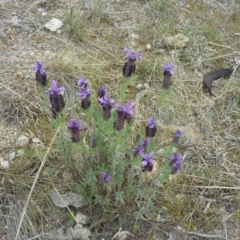 Lavandula stoechas (Spanish Lavender or Topped Lavender) at Isaacs, ACT - 7 Oct 2015 by Mike