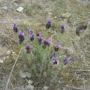 Lavandula stoechas at Isaacs, ACT - 7 Oct 2015 12:52 PM