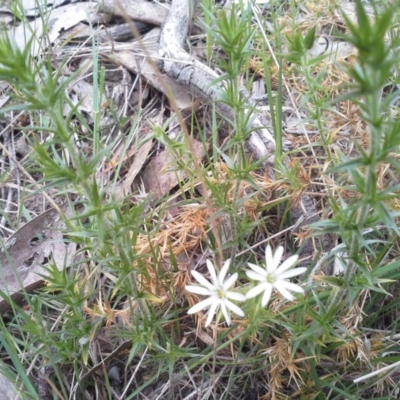 Stellaria pungens (Prickly Starwort) at Isaacs Ridge - 7 Oct 2015 by Mike