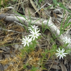 Stellaria pungens at Isaacs Ridge - 7 Oct 2015 12:17 PM