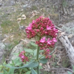 Centranthus ruber (Red Valerian, Kiss-me-quick, Jupiter's Beard) at Isaacs Ridge - 7 Oct 2015 by Mike