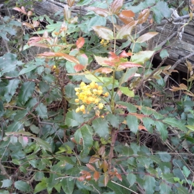 Berberis aquifolium (Oregon Grape) at Isaacs Ridge and Nearby - 7 Oct 2015 by Mike