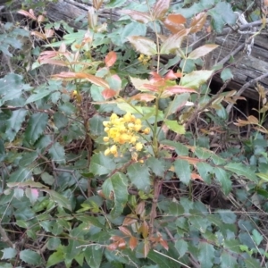 Berberis aquifolium at Isaacs Ridge - 7 Oct 2015