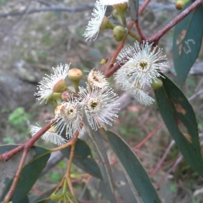 Eucalyptus dives (Broad-leaved Peppermint) at Isaacs Ridge - 7 Oct 2015 by Mike
