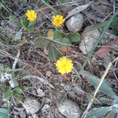 Hypochaeris glabra at Isaacs Ridge - 7 Oct 2015 by Mike