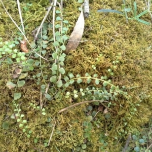 Asplenium flabellifolium at Isaacs Ridge - 7 Oct 2015