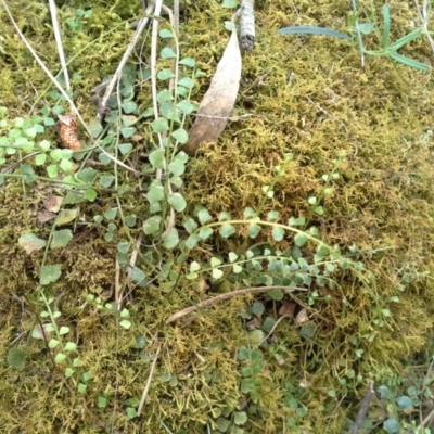 Asplenium flabellifolium (Necklace Fern) at Isaacs, ACT - 7 Oct 2015 by Mike