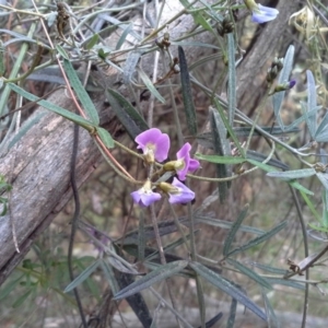 Glycine clandestina at Isaacs, ACT - 7 Oct 2015 11:40 AM