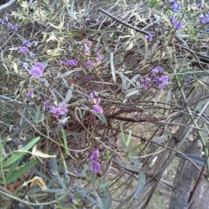 Glycine clandestina at Isaacs, ACT - 7 Oct 2015 11:40 AM