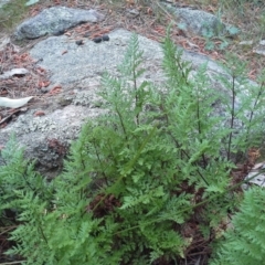 Cheilanthes austrotenuifolia (Rock Fern) at Isaacs Ridge and Nearby - 7 Oct 2015 by Mike