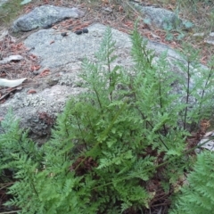 Cheilanthes austrotenuifolia (Rock Fern) at Isaacs Ridge - 7 Oct 2015 by Mike