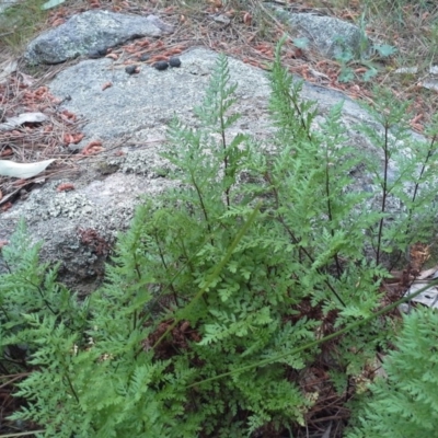 Cheilanthes austrotenuifolia (Rock Fern) at Isaacs Ridge - 7 Oct 2015 by Mike