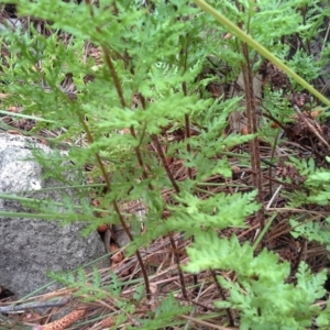 Cheilanthes austrotenuifolia at Isaacs, ACT - 7 Oct 2015 11:39 AM