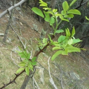 Robinia pseudoacacia at Isaacs, ACT - 7 Oct 2015