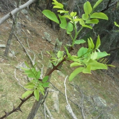 Robinia pseudoacacia (Black Locust) at Isaacs Ridge - 7 Oct 2015 by Mike