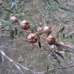 Leptospermum sp. (Tea Tree) at Isaacs, ACT - 7 Oct 2015 by Mike