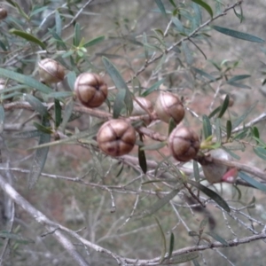 Leptospermum sp. at Isaacs, ACT - 7 Oct 2015