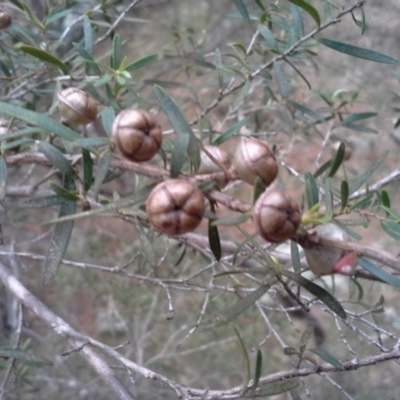 Leptospermum sp. (Tea Tree) at Isaacs Ridge - 7 Oct 2015 by Mike