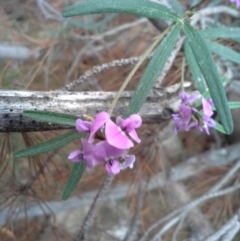 Glycine clandestina (Twining Glycine) at Isaacs Ridge - 7 Oct 2015 by Mike