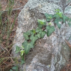 Hedera helix (Ivy) at Isaacs Ridge - 7 Oct 2015 by Mike