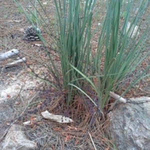 Lomandra multiflora at Isaacs, ACT - 7 Oct 2015