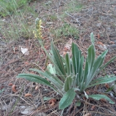 Plantago varia (Native Plaintain) at Isaacs, ACT - 6 Oct 2015 by Mike