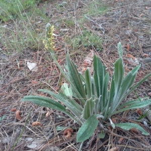 Plantago varia at Isaacs, ACT - 7 Oct 2015