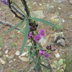 Glycine clandestina (Twining Glycine) at Isaacs, ACT - 7 Oct 2015 by Mike