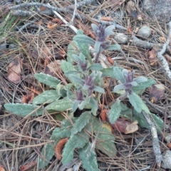 Ajuga australis (Austral Bugle) at Isaacs, ACT - 6 Oct 2015 by Mike