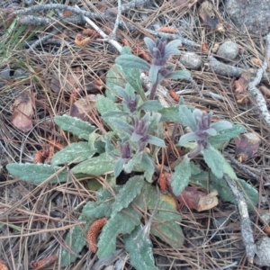 Ajuga australis at Isaacs, ACT - 7 Oct 2015