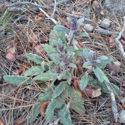 Ajuga australis (Austral Bugle) at Isaacs, ACT - 7 Oct 2015 by Mike