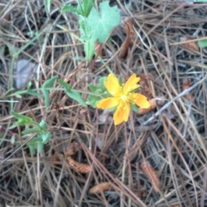 Hypericum gramineum at Isaacs, ACT - 7 Oct 2015 10:54 AM