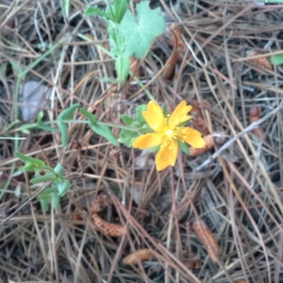 Hypericum gramineum (Small St Johns Wort) at Isaacs, ACT - 7 Oct 2015 by Mike