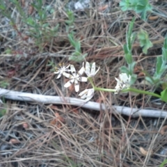 Wurmbea dioica subsp. dioica (Early Nancy) at Isaacs, ACT - 6 Oct 2015 by Mike