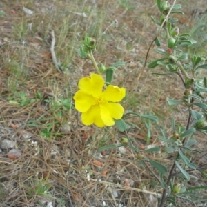 Hibbertia obtusifolia at Isaacs, ACT - 7 Oct 2015