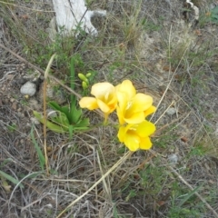 Freesia leichtlinii subsp. leichtlinii x Freesia leichtlinii subsp. alba (Freesia) at Isaacs, ACT - 6 Oct 2015 by Mike