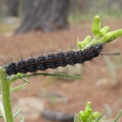 Nyctemera amicus (Senecio Moth, Magpie Moth, Cineraria Moth) at Isaacs Ridge and Nearby - 6 Oct 2015 by Mike