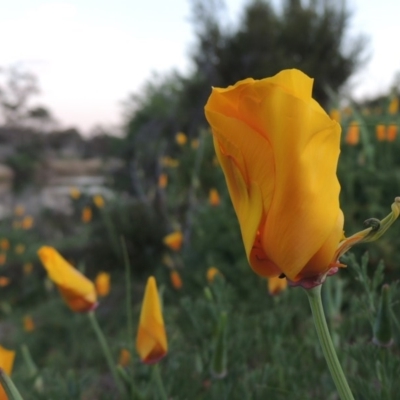 Eschscholzia californica (California Poppy) at Point Hut to Tharwa - 6 Oct 2015 by michaelb