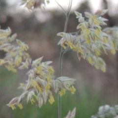 Holcus lanatus (Yorkshire Fog) at Paddys River, ACT - 6 Oct 2015 by michaelb